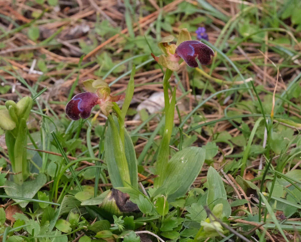 Orchidee di Marzo - Dalla Grecia con passione